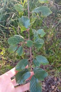 <i>Alnus glutinosa</i>