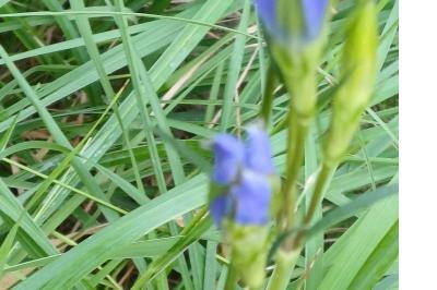 <i>Gentiana pneumonanthe</i>