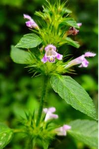 <i>Galeopsis tetrahit</i>