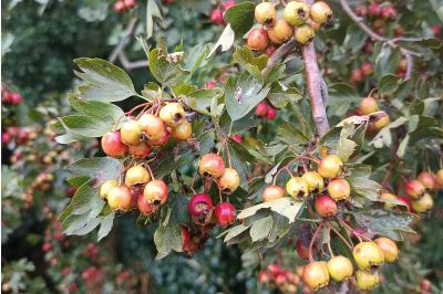 <i>Crataegus monogyna</i>