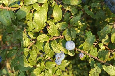 <i>Prunus spinosa</i>