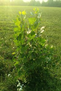 <i>Populus nigra</i>