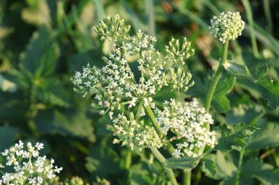 <i>Anthriscus sylvestris</i>