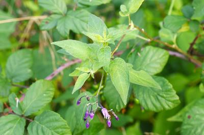 <i>Solanum dulcamara</i>