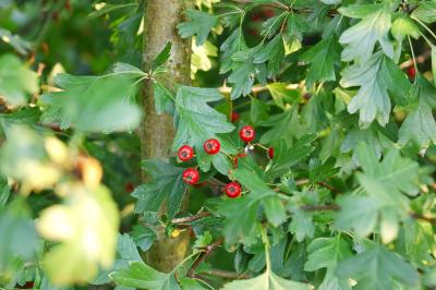 <i>Crataegus monogyna</i>