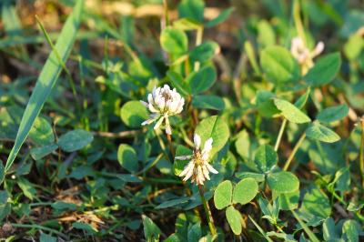 <i>Trifolium repens</i>