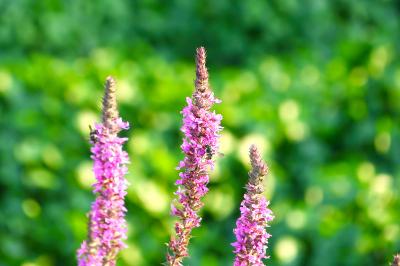 <i>Lythrum salicaria</i>