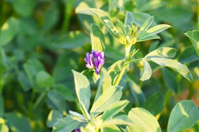 <i>Medicago sativa subsp. sativa</i>
