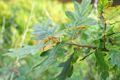 <i>Quercus robur</i>