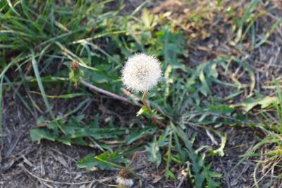<i>Taraxacum officinale</i>