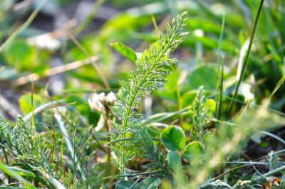 <i>Achillea millefolium</i>