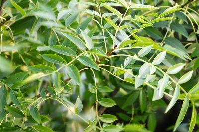 <i>Fraxinus excelsior</i>