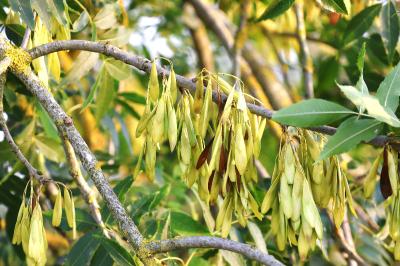 <i>Fraxinus excelsior</i>