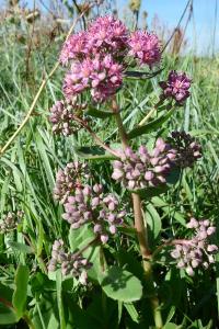 <i>Hylotelephium telephium</i>