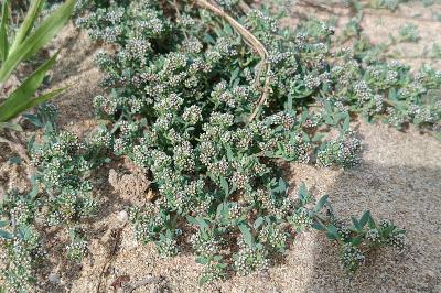 <i>Corrigiola littoralis</i>