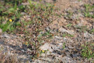<i>Pulicaria vulgaris</i>