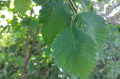 <i>Ulmus laevis</i>