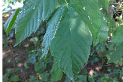 <i>Acer negundo</i>