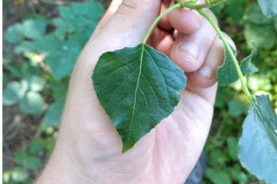 <i>Populus nigra</i>