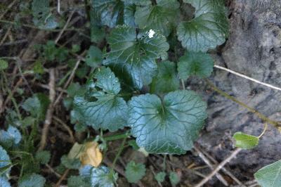 <i>Glechoma hederacea</i>