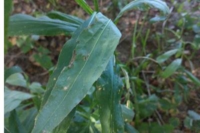 <i>Solidago canadensis</i>