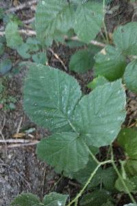 <i>Rubus caesius</i>