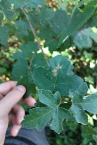 <i>Acer campestre</i>