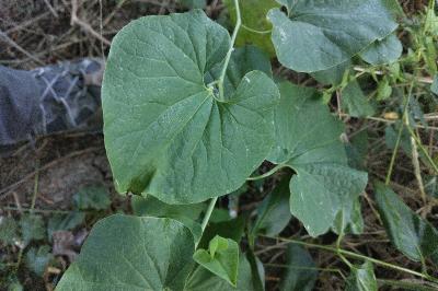 <i>Aristolochia clematitis</i>