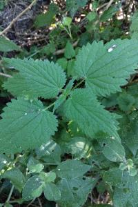 <i>Urtica dioica</i>