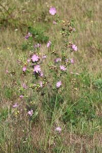 <i>Malva moschata</i>