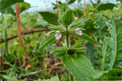 <i>Stachys arvensis</i>