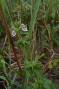<i>Stachys arvensis</i>