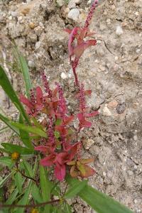 <i>Lipandra polysperma</i>
