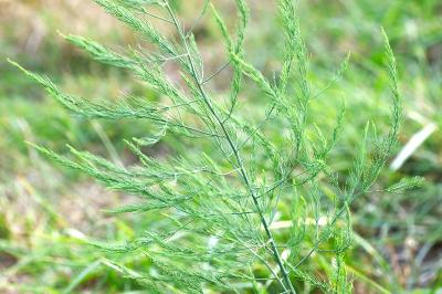 <i>Asparagus officinalis</i>