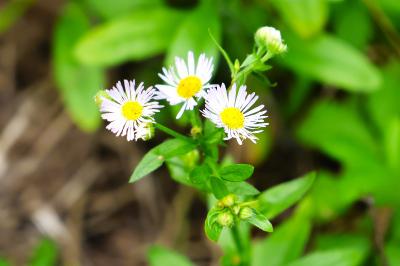 <i>Erigeron annuus</i>