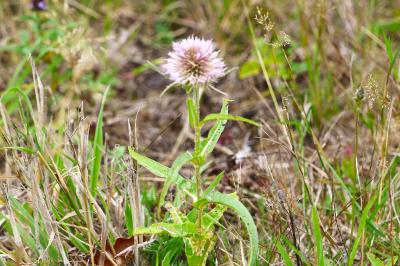 <i>Dipsacus fullonum</i>