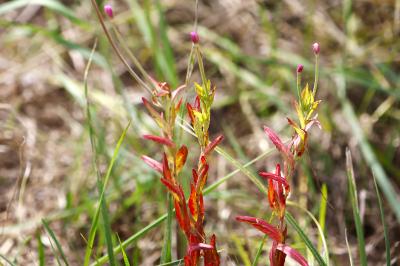 <i>Epilobium tetragonum</i>