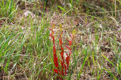 <i>Epilobium tetragonum</i>
