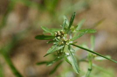 <i>Gnaphalium uliginosum</i>