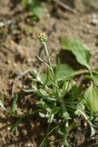 <i>Laphangium luteoalbum</i>