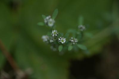 <i>Corrigiola littoralis</i>