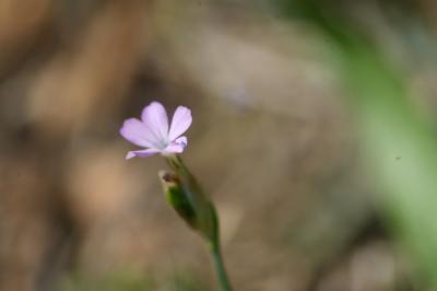 <i>Petrorhagia prolifera</i>