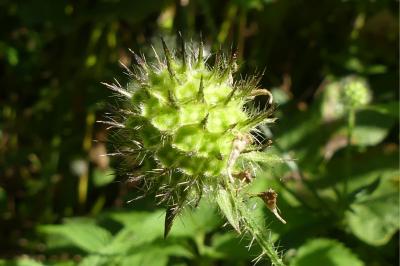 <i>Dipsacus pilosus</i>