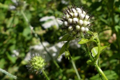 <i>Dipsacus pilosus</i>