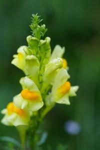 <i>Linaria vulgaris</i>