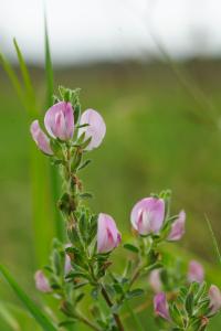 <i>Ononis spinosa</i>