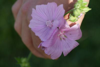 <i>Malva alcea</i>