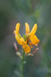 <i>Genista tinctoria</i>