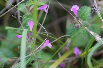 <i>Clinopodium vulgare</i>