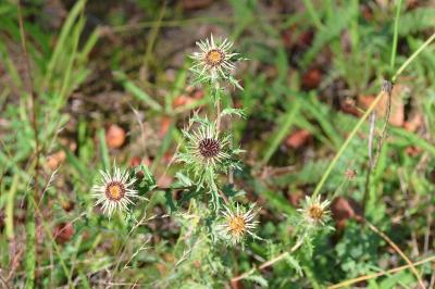 <i>Carlina vulgaris</i>